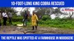 10-foot king cobra spotted in Chikkamagaluru; residents use opportunity for selfies