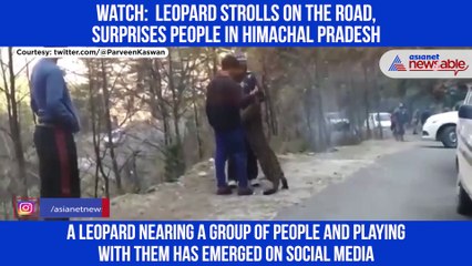 Leopard on Road