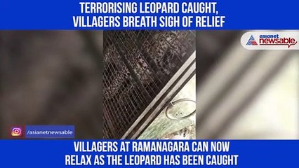 Leopard Caught
