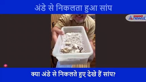 अंडे से निकलते ही हाथों पर चढ़ने लगा सांप का बच्चा, और फिर... देखें वीडियो