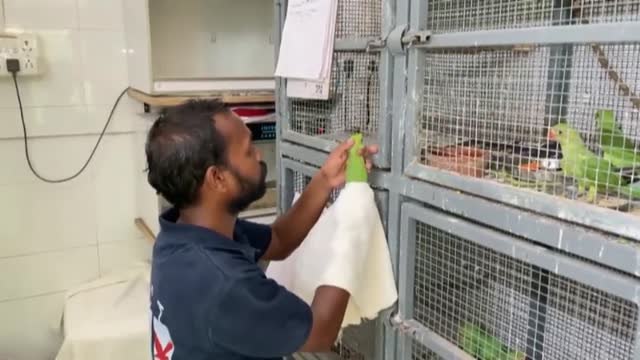 Una ola de calor en la India afecta a miles de pájaros exhaustos y deshidratos que caen de los árboles