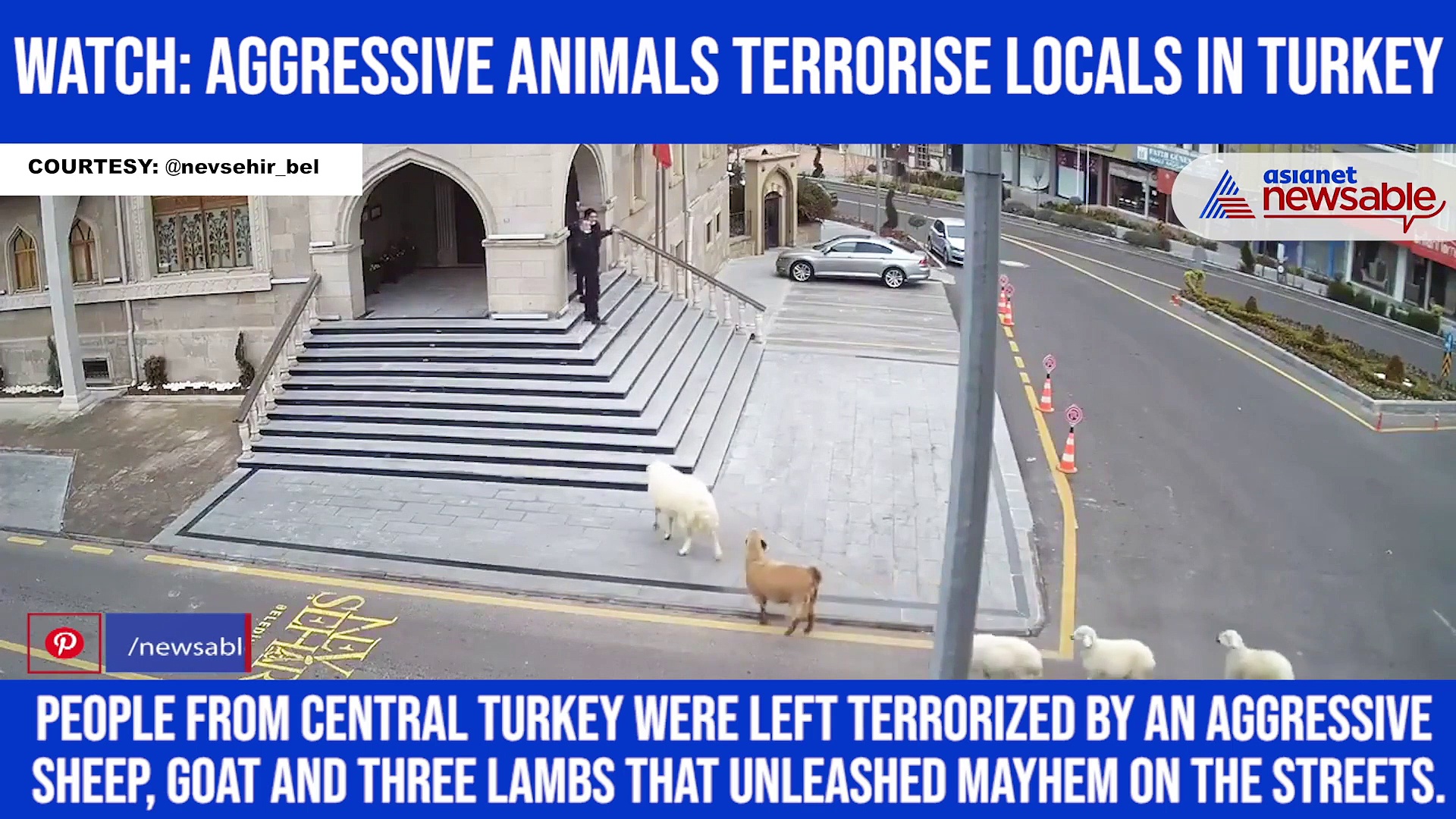 Watch: Aggressive animals terrorise locals in Turkey