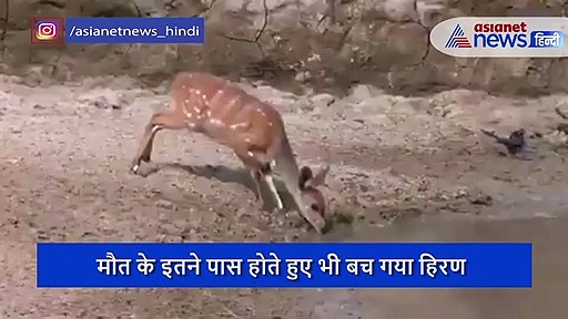 तालाब में पानी गया हिरण पर मगरमच्छ का अटैक, वीडियो में देखे फिर क्या हुआ