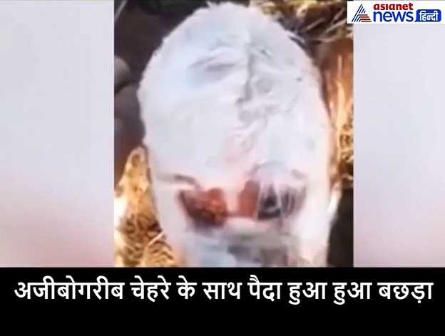 इंसान की तरह दिख रहा था बछड़ा, जन्म के कुछ घंटे बाद तड़पकर दी जान