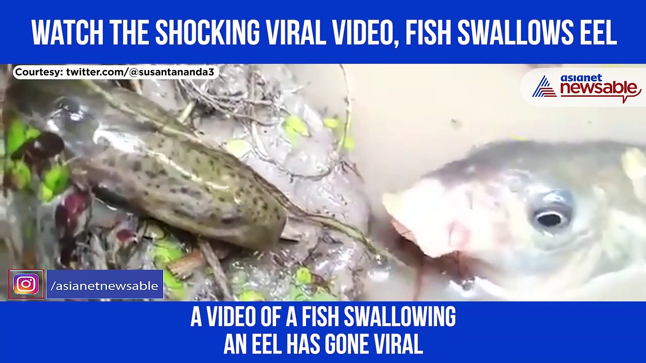OMG! Fish swallows a giant eel; Watch bizarre video
