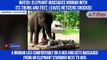 Watch: Elephant massages woman with its trunk and feet, leaves netizens shocked