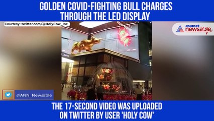 Bull Charges Out
