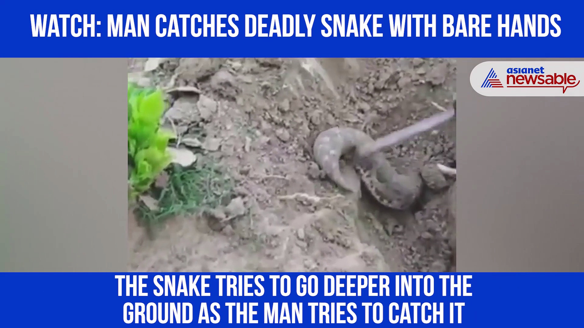 Man catches snake with bare hands; video goes viral