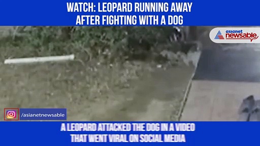 Leopard vs Dog: Watch who wins the battle?