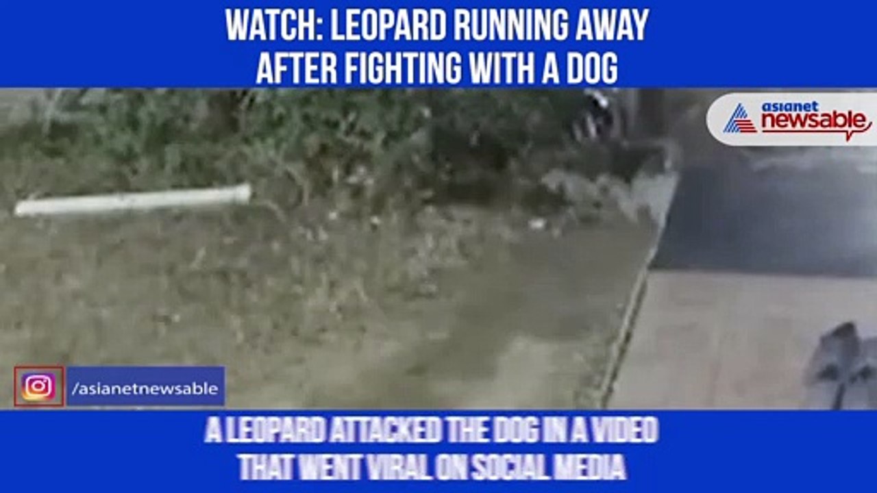 Leopard Fight