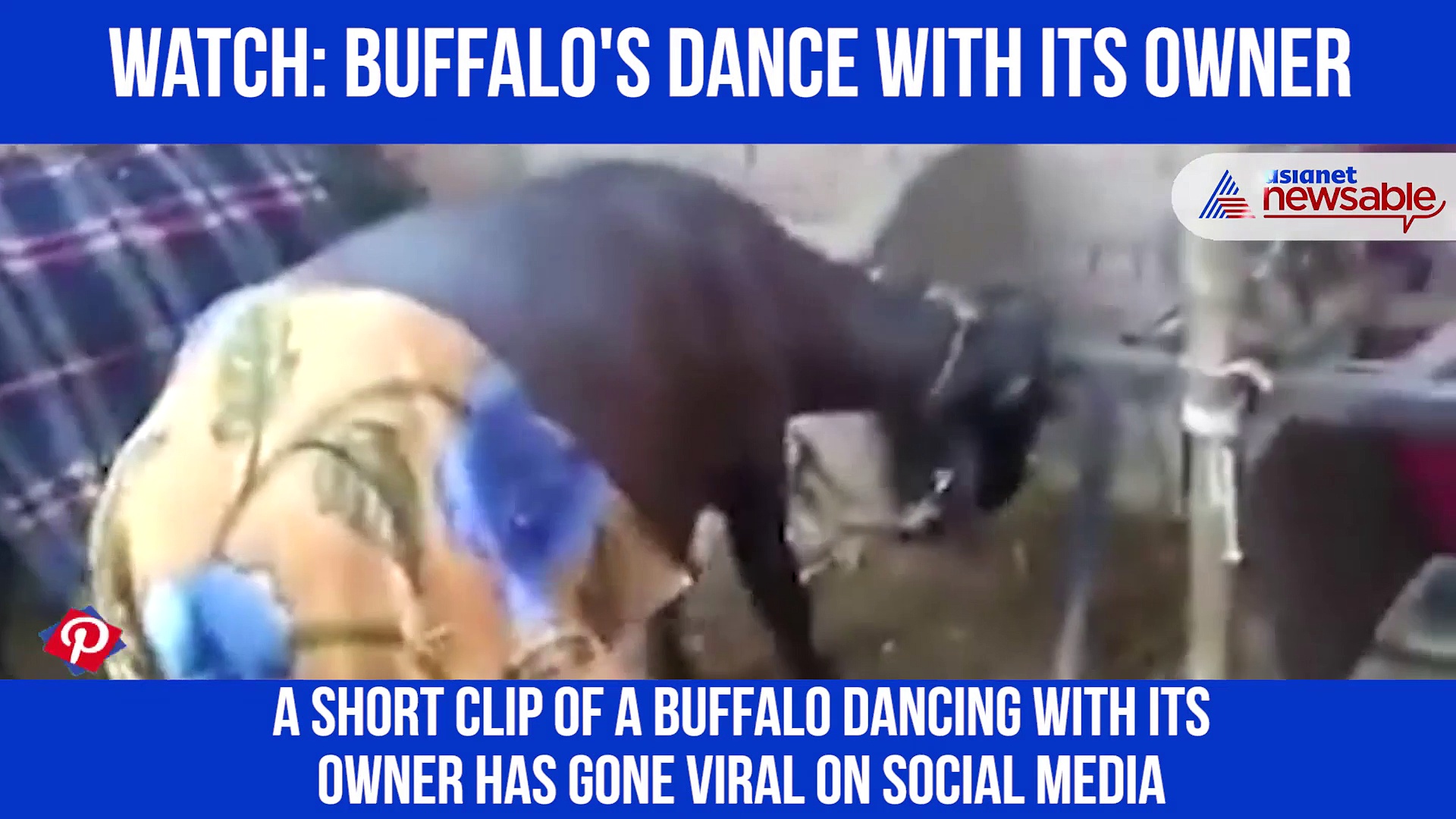 Here's how a buffalo dances with its owner: Watch the video