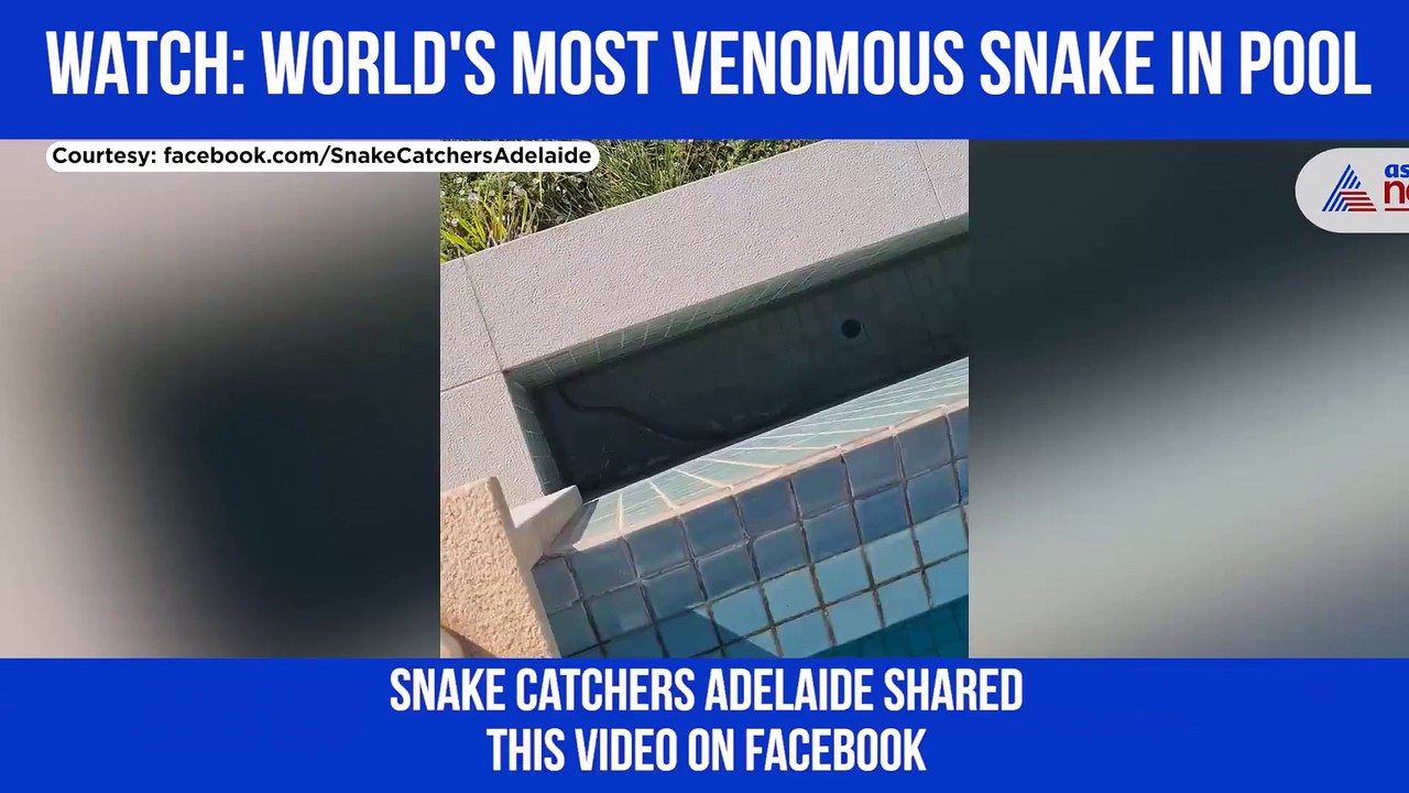Snake in Pool