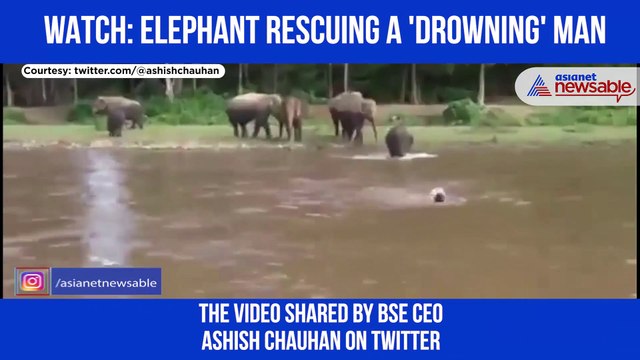 Elephant Saves Man