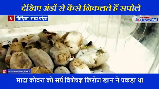 कोबरा के 25 अंडों को 10 दिन 2 घंटे धूप में सेंका..फिर देखिए कैसे निकले सपोले..रोमांचक वीडियो