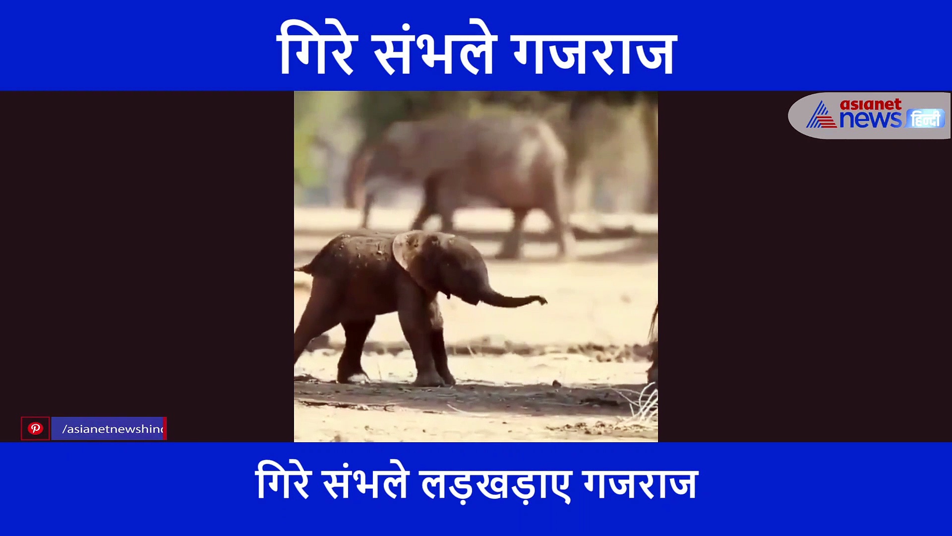 पैदा होते ही चलने की कोशिश करने लगे गजराज, फिर लड़खड़ाते पैरों से ओंदे मुहं गिरे