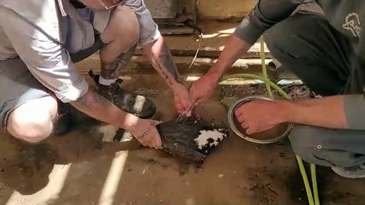 פעולות להצלת איית צרעים שטבעה בבריכת חימצון בערבה