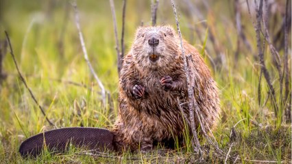 Quelles différences entre un castor et un ragondin ?
