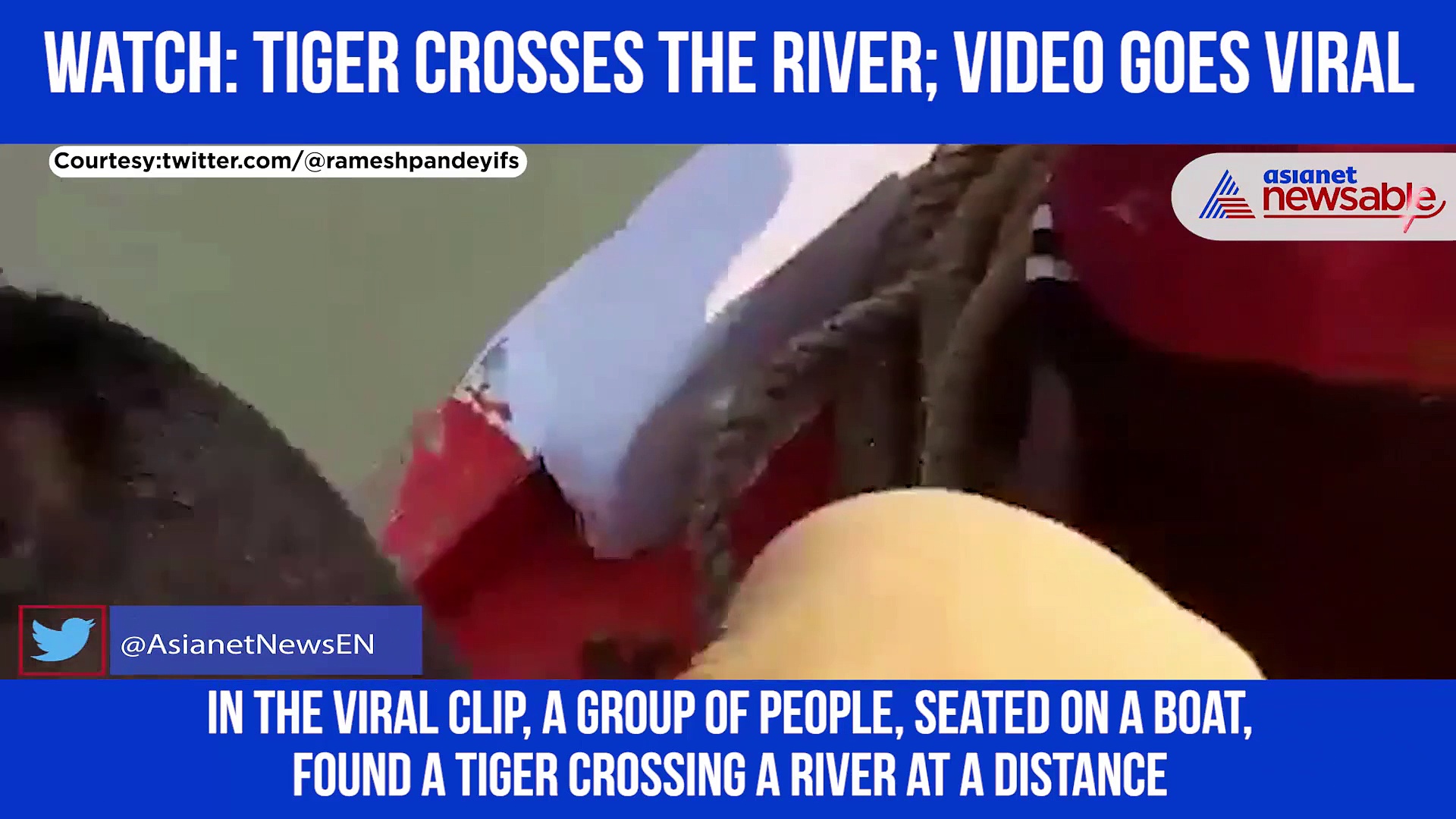 Tiger crossing a river; Watch viral video