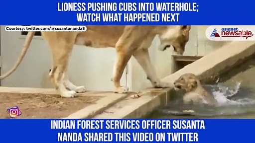 Lioness pushes cub into the waterhole; The reason will bring a smile to your face