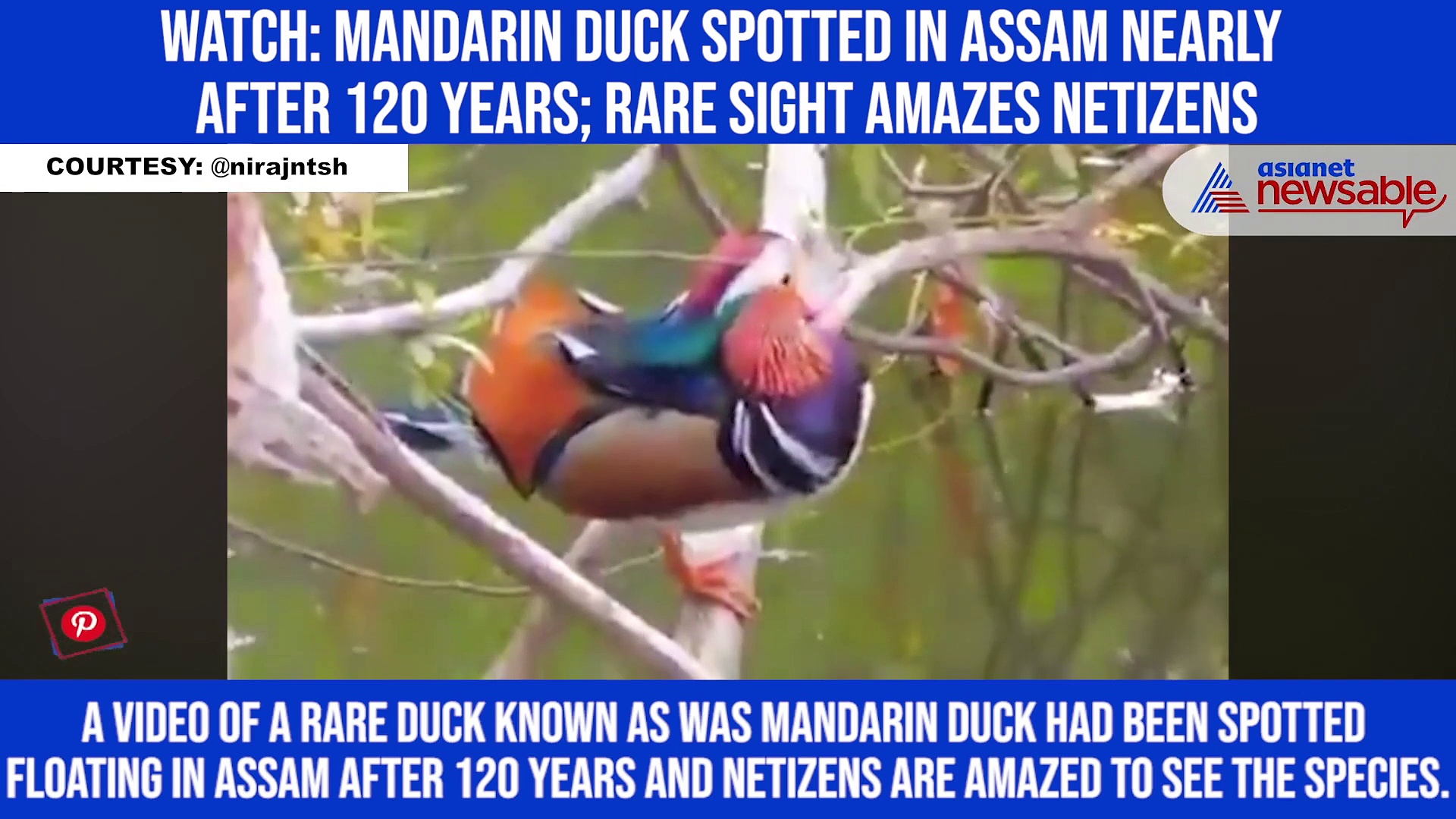 Watch: Mandarin duck spotted in Assam nearly after 120 years; rare sight amazes netizens