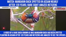 Watch: Mandarin duck spotted in Assam nearly after 120 years; rare sight amazes netizens