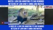 Watch: Lion cub annoying its dad reminds netizens of Lion King’s Simba and Mufasa