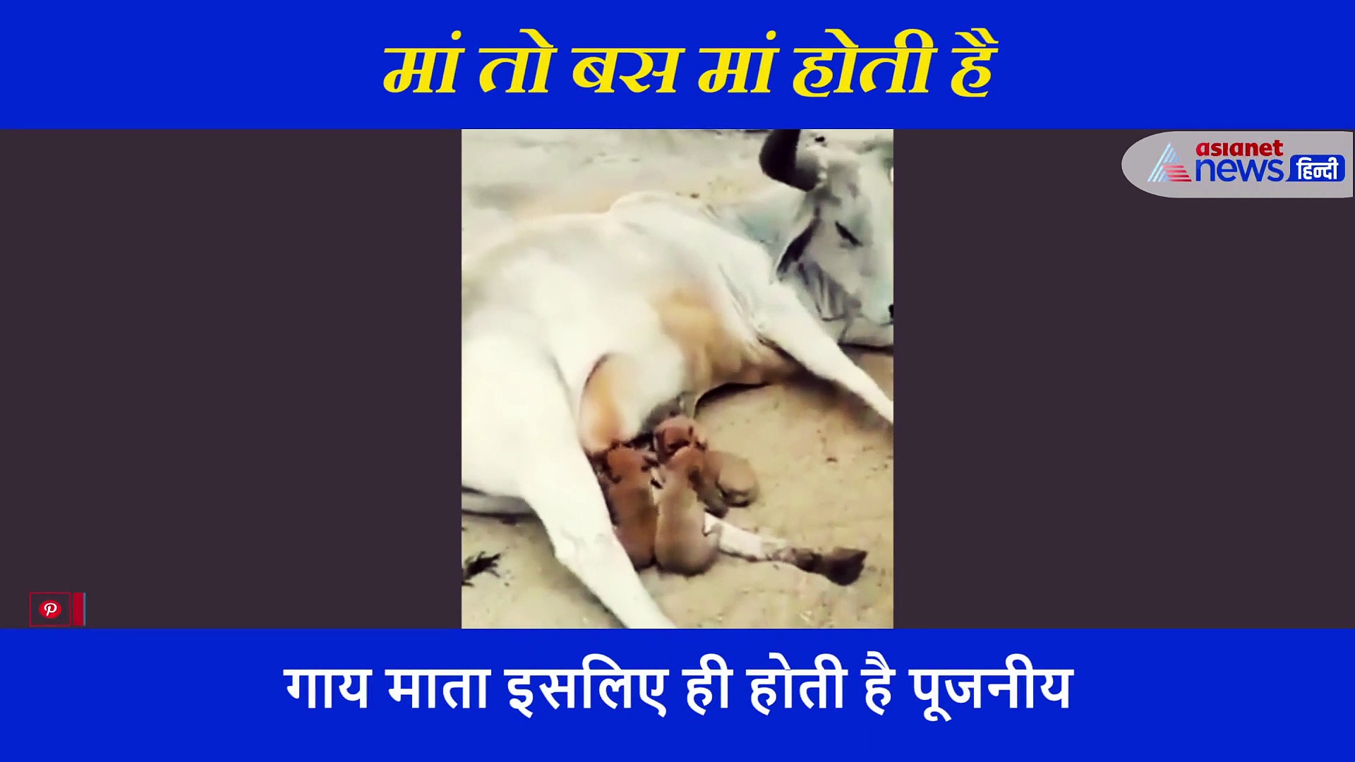 कृष्ण की इस गाय में दिखा 'भगवान' का रूप, लोगों ने कहा यहीं स्वर्ग है, वायरल हो रहा वीडियो