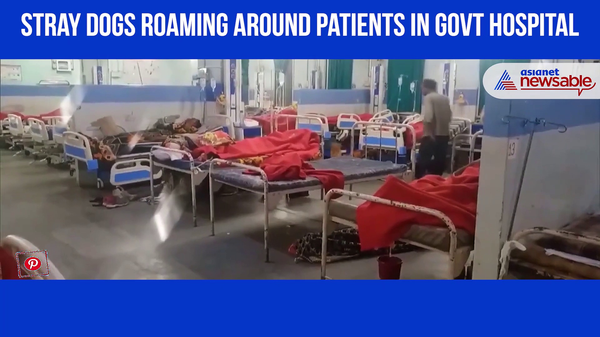 Stray Dogs Roaming Inside Patient Ward at Govt Hospital (Watch video)