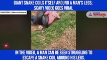 Giant snake coils itself around a man's legs; scary video goes viral