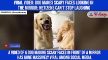 Viral video: Dog makes scary faces looking in the mirror; netizens can't stop laughing