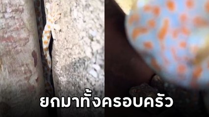 สะดุ้งโหยง ! ยืนงงในดงตุ๊กแก เสาต้นเดียวมาเป็นครอบครัว แถมพุ่งใส่แบบนี้.. สยอง !