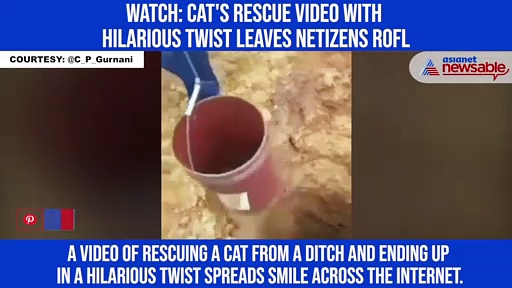 Watch: Cat's rescue video with hilarious twist leaves netizens ROFL