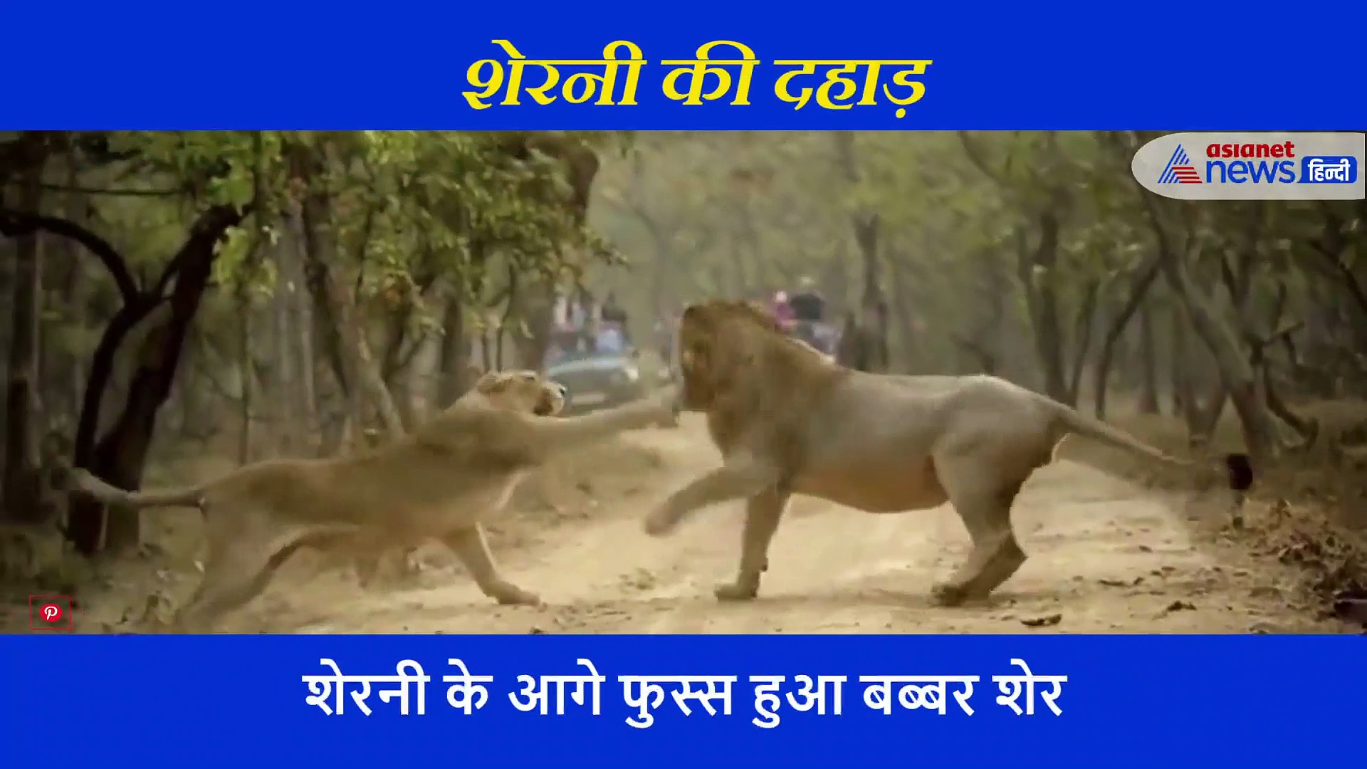 शेरनी ने ऐसी मारी दहाड़ कि म्याऊं बन गया शेर, फिर चुपचाप चल दिया