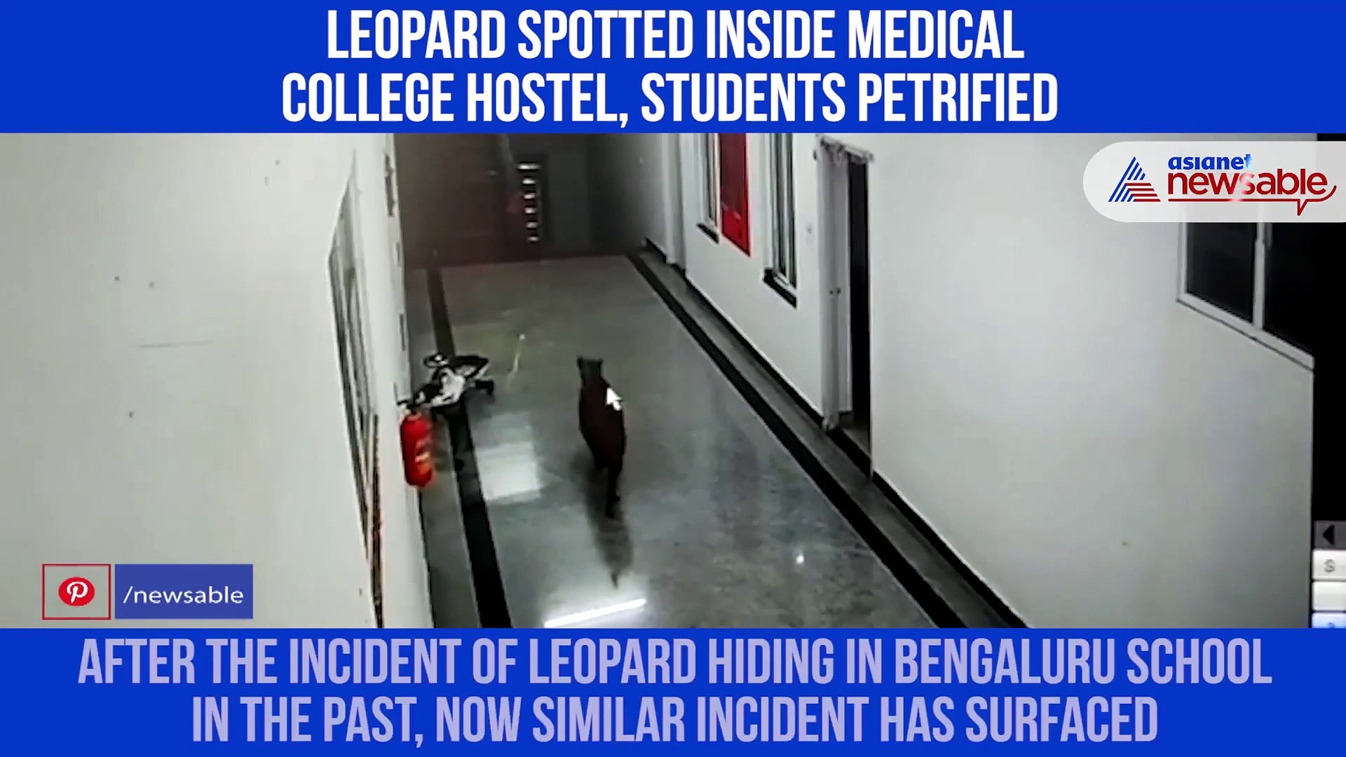 Leopard In Hostel