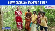 Guava grows on Jackfruit tree