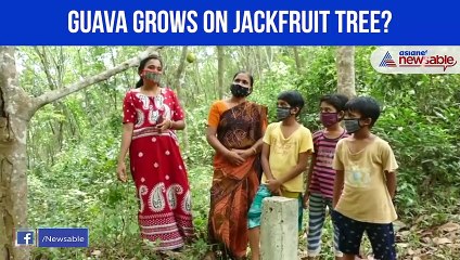 Guava grows on Jackfruit tree