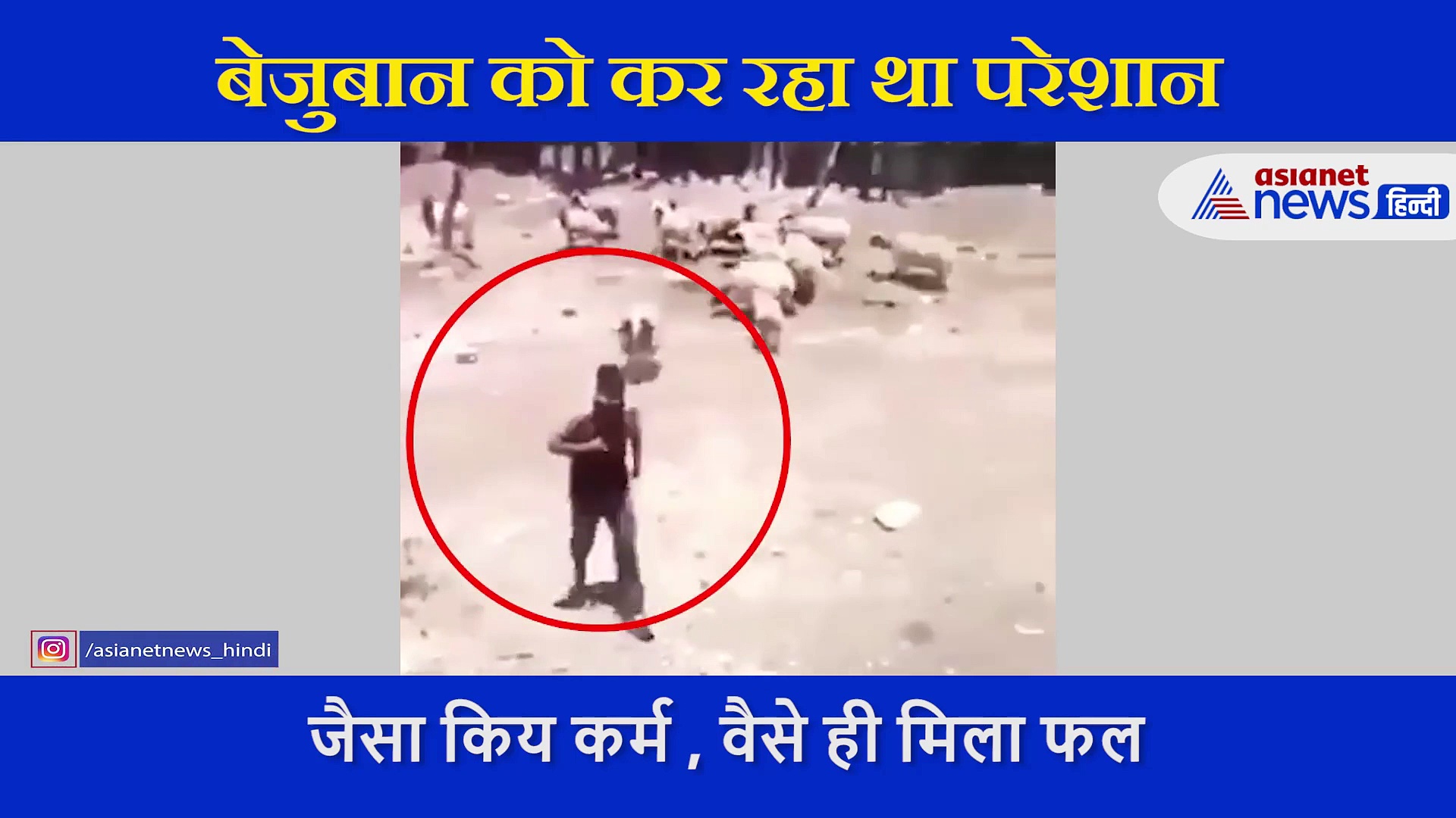 बेजुबान को कर रहा था तंग, ऐसा सबक मिला की पूरी लाइफ याद रखेगा ये इंसान