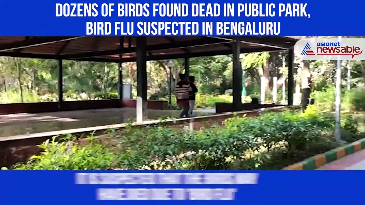 Dozens of birds found dead in public park, bird flu suspected in Bengaluru