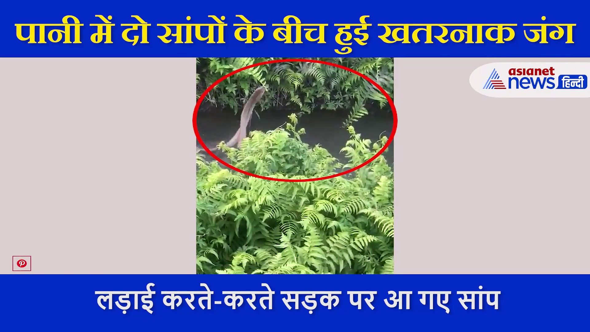 अपने साथियों की रक्षा करने के लिए दो सांपों की जंग, रेयर फाइट का वीडियो आया सामने