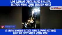Lone elephant creates havoc in Hassan, destroys paddy, coffee stored in house