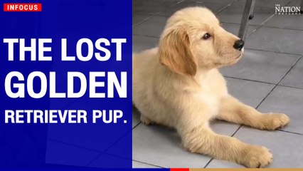 The lost golden retriever pup. | The Nation