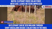 Watch: Elephant cross solar fence with ease; leaves netizens impressed