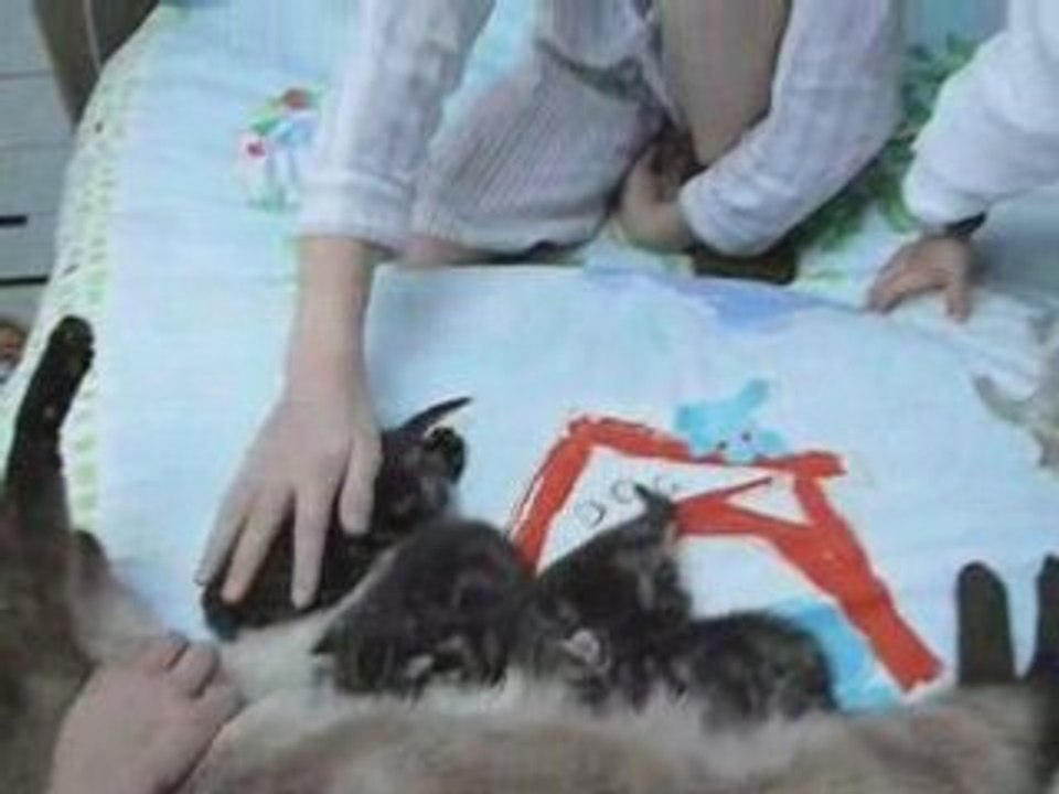 Chatons 2008  9 jours