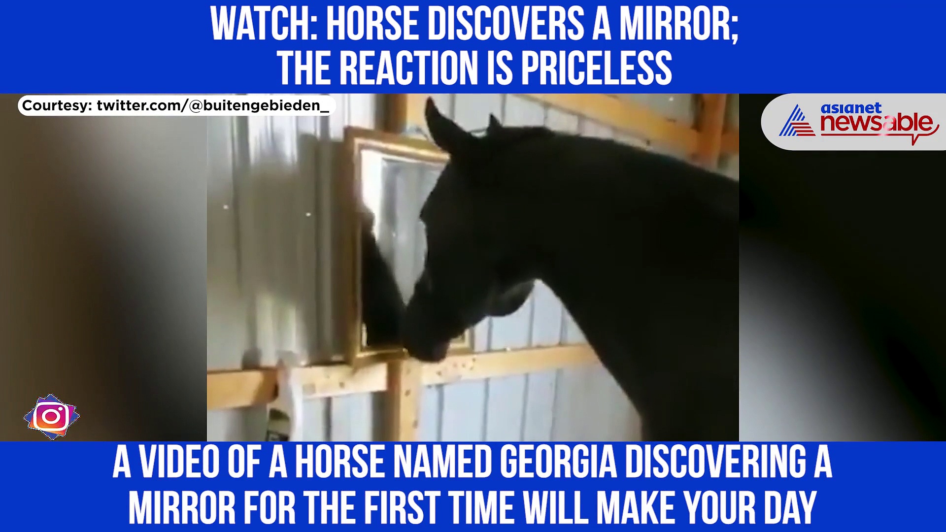 Horse discovers mirror for the first time; Watch this hilarious video