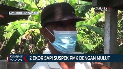2 Ekor Sapi Suspek PMK Dengan Mulut