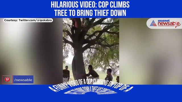 Funny Video: Thief climbs tree then refuses to come down