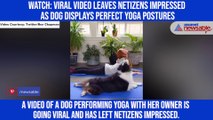 Watch: Viral video leaves netizens impressed as dog displays perfect yoga postures