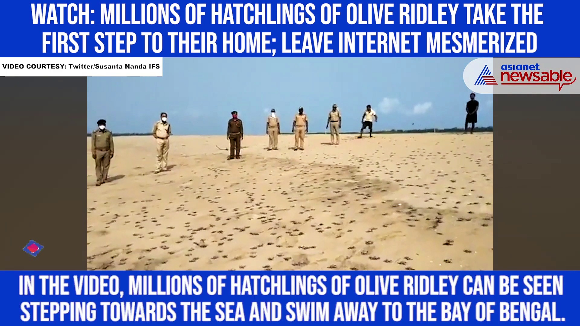 Watch: Millions of hatchlings of Olive Ridley take the first step to their home; leave internet mesmerized