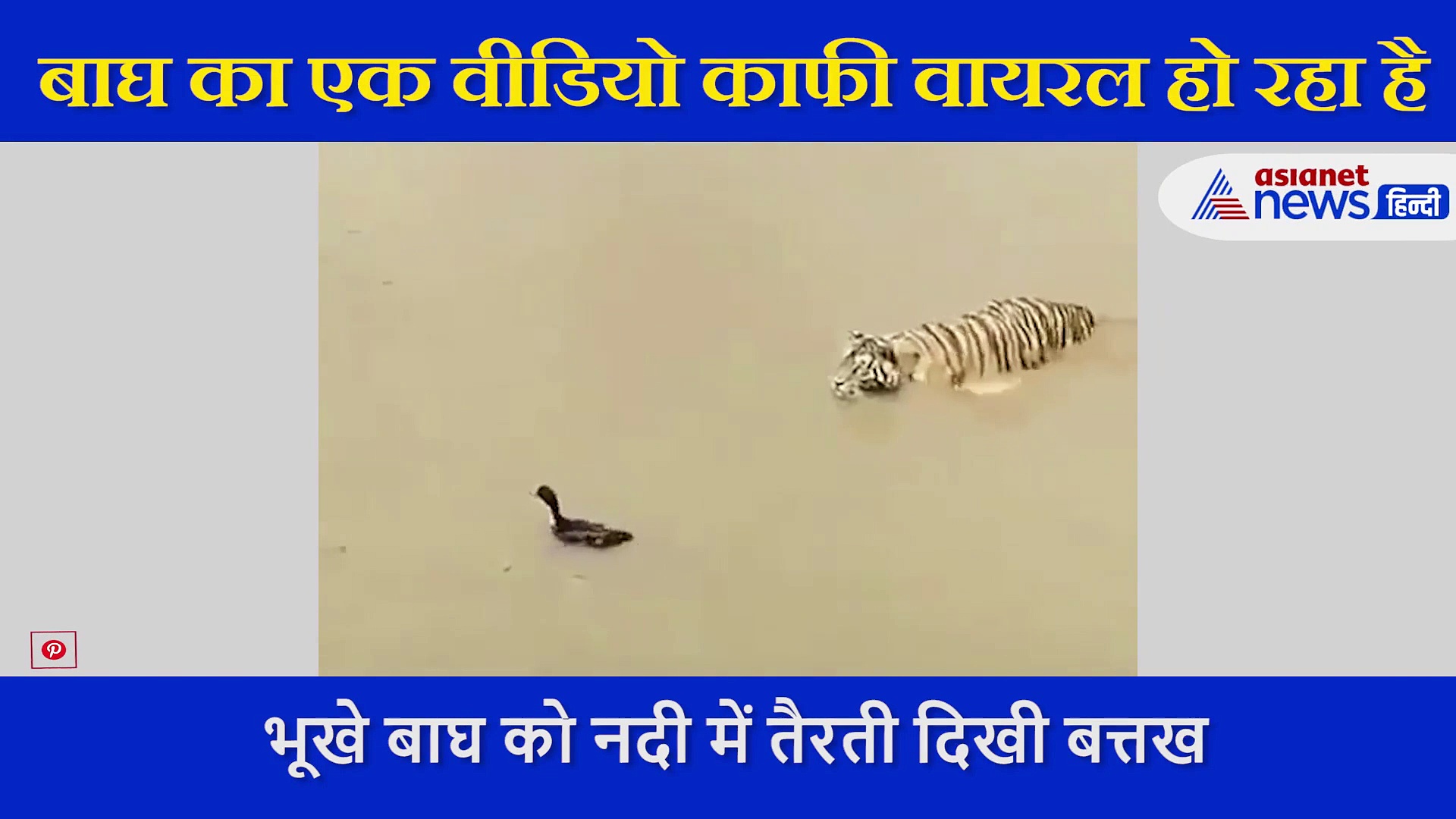 चुपचाप शिकार करने पास पहुंचा टाइगर, बत्तख की चालाकी से बच गई जान, देखें क्या किया