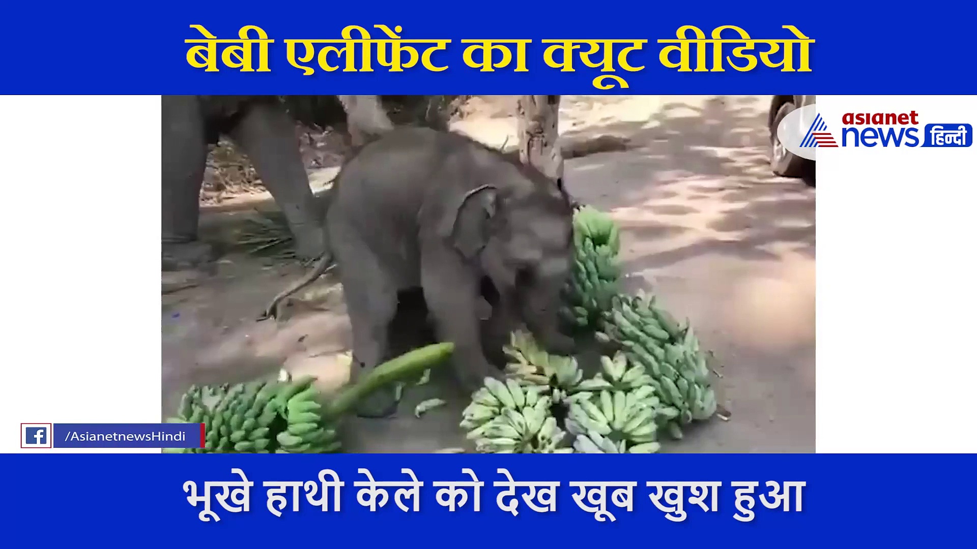 भूखे बेबी एलीफेंट के सामने रखे केले, देख कर ऐसे मनाने लगा खुशी, दिल छू लेना वाला पल कैमरे में कैद